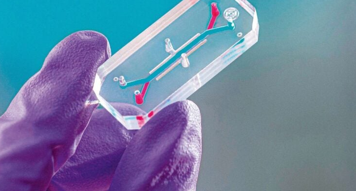 Les organes sur puce : un bond décisif pour la médecine – Sciences & Vie (juillet 2024)