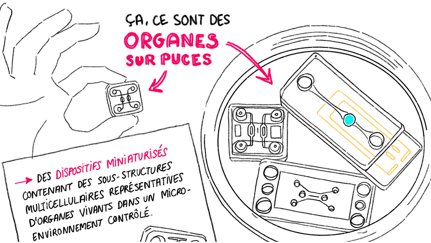 Episode 1 – Organes sur puces