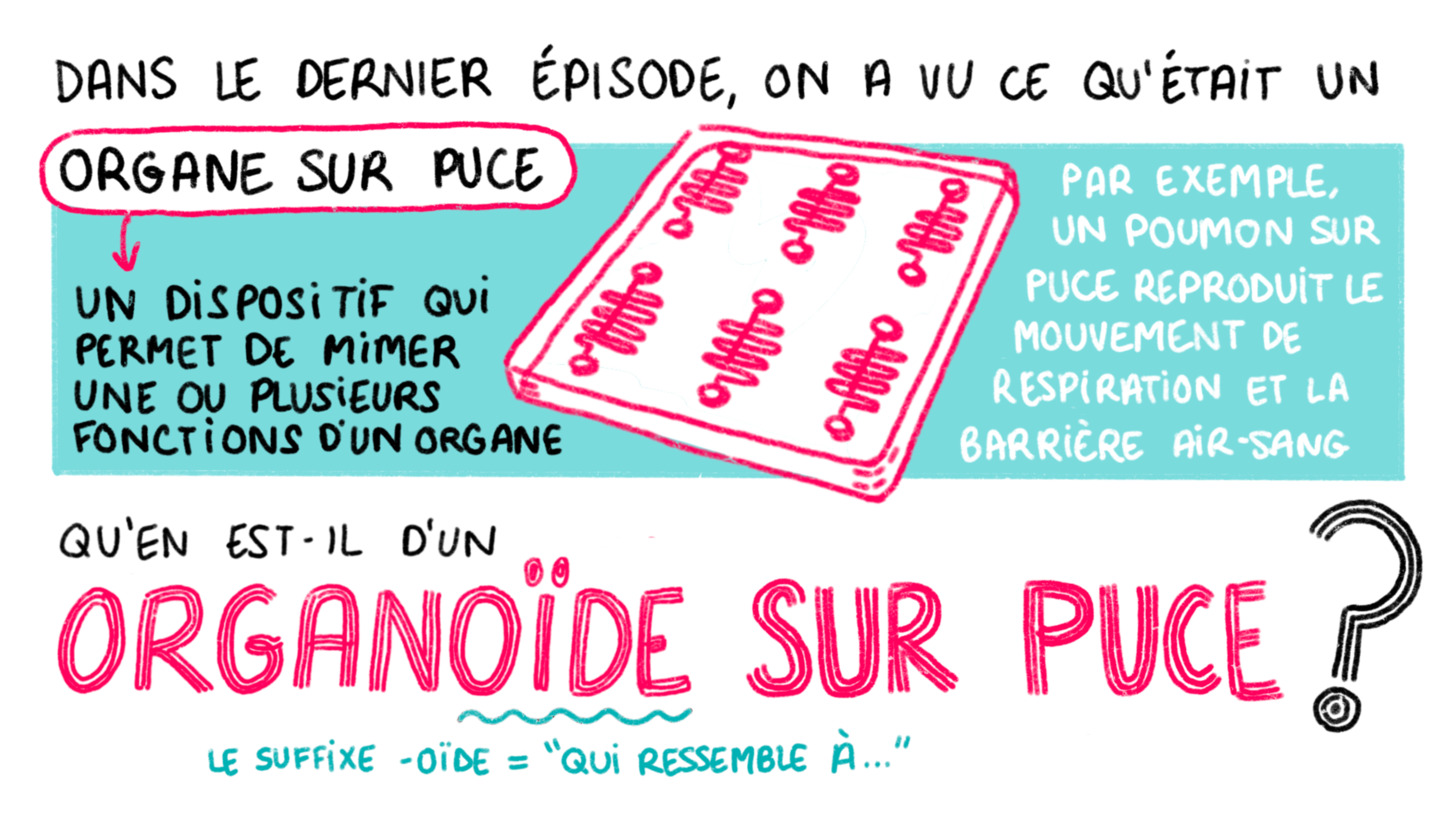 Episode 2 – Organoïdes sur puces