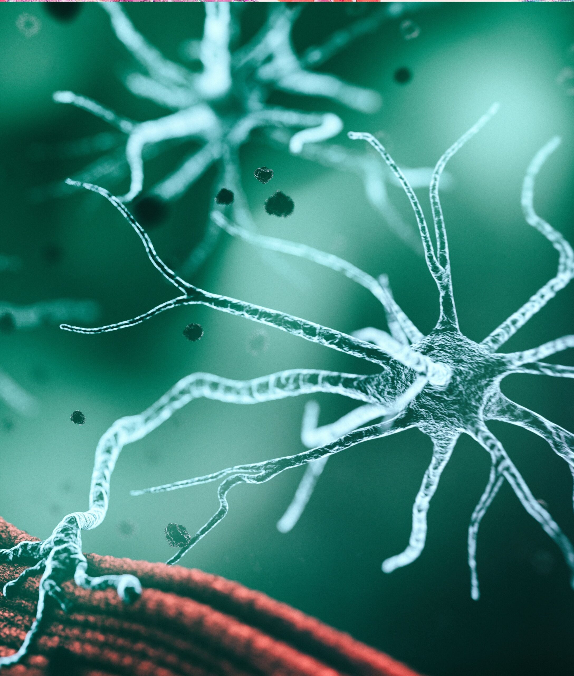  Puces neuromusculaires humaines et répliques virtuelles pour diagnostiquer, modéliser des maladies et évaluer des traitements personnalisés (NeMOCHIP) 