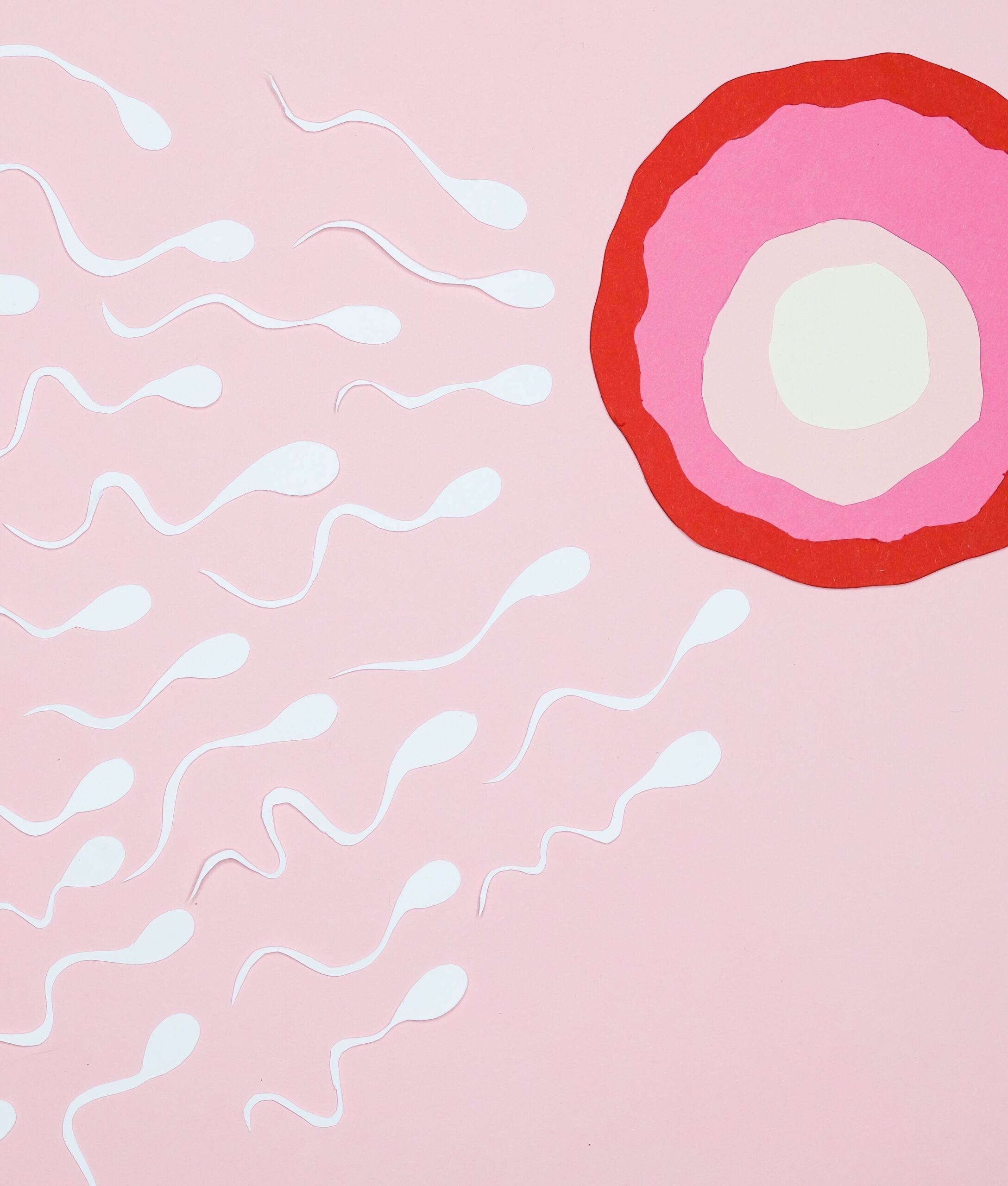  Testis organ-on-chip: an asset to study spermatogonial stem cell fate and develop biotherapies of infertility (FERTILOoC) 